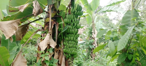 Gibíl giá mbiliŋɔndia. Yaábá yaánan buɔ́ uguá bɔsɔ́gá. Búáguáníganɛg súsɔ́n uguá belíb.